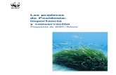 Las praderas de Posidonia: importancia y conservación · giendo el litoral de la erosión, y con los arri-bazones atenúan el impacto del oleaje en las playas. • Las praderas de