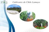 Cultivares de Chile Lamuyo - IICAapps.iica.int/pccmca/docs/MT HRT/Presentacion Chile Lamuyo.pdfEl chile dulce tipo lamuyo tiene demanda en Honduras durante todo el año; sin embargo,