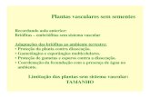 Limitação das plantas sem sistema vascular: TAMANHO · 2010. 6. 16. · Plantas vasculares sem sementes Recordando aula anterior: Briófitas – embriófitas sem sistema vascular