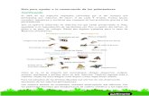 Guía para ayudar a la conservación de los polinizadores ......crisopas y escarabajos, pero también algunos insectos o arácnidos que se alimentan de otros invertebrados. En el siguiente
