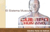 El Sistema Muscular · El Sistema Muscular Entre otras funciones: el sistema muscular hace posible el desplazamiento del cuerpo protege a los órganos internos y permite la movilidad