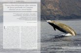 Nuevos descubrimientos sobre cetáceos de buceo profundo en ... et al 07 Nuevos... · de buceo profundo en Canarias: relación con su conservación os cetáceos de buceo profundo