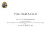 Inmunidad Celular · • La respuesta inmune celular es rama importante de la inmunidad. • Las distintas subpoblaciones de linfocitos CD4 cumplen funciones específicas y son identificables