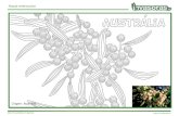 Origem: Austrália · Colorir as plantas invasoras  Origem: Austrália . invasoraspt . Created Date: 20130213161209Z