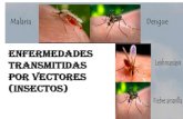 Enfermedades Transmitidas por vectores · • Fiebre Chikungunya (Trujillo) ... ESN de Prevención y Control de las Enfermedades Metaxenicas y Otras Transmitidas por Vectores. DENGUE