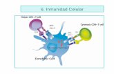 6. Inmunidad Celular - WordPress.com · era transferible con linfocitos T ... y desarrollar inmunidad celular; esto hace que se contemple la vacunación de terneros al día 1 de nacidos