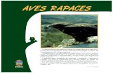 AVES RAPACES - Zoo de Guadalajarazooguadalajara.es/PDFs/AVES RAPACES.pdf · Title: AVES RAPACES.p65 Author: Fernando Toquero Created Date: 12/9/2010 11:41:50 AM