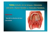 Lengua, salivares Hueso hioides - WordPress.com€¦ · TEMA Estudio de la lengua. Glándulas salivares. Hueso hioides y músculos hioideos. Estudio de la lengua. Glándulas salivares.