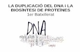 LA DUPLICACIÓ DEL DNA i LA BIOSÍNTESI DE PROTEÏNEScosmolinux.no-ip.org/.../Unitat10_Duplicacio_DNA_mecanismes_NOU.pdf · 2. La DNA pol III afegeix nucleòtids de DNA al "primer"