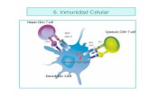 6. Inmunidad Celular - jamontaraz.files.wordpress.com · 2. Diapositiva 4: Explica porque ratones inmunizados con M. tuberculosis resisten un desafio conjunto con M. tuberculosis
