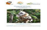Studbook Nacional de Titi gris - Acopazoa Naciona… · El titi gris presenta su distribución en cuatro departamentos de Colombia: Bolivar, Antioquia, Caldas y Tolima (Norte), entre