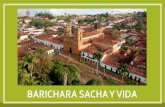 BARICHARA SACHA Y VIDA - Santander Innova · 2018. 5. 30. · Barichara Sacha y Vida PROVINCIA DE GUANENTÁ Alturas Barichara 1.300 m s. n. m Guane 1.100 m s. n. m Villanueva 1.800