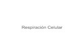 363n CelularECGT ) · Respiración Celular •Aunque al mirar estos procesos puede dar la impresión de que sean opuestos fotosíntesis y respiración celular son procesos complementarios.