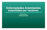 Enfermedades anemizantes trasmitidas por vectoreshelminto.inta.gob.ar/Alumnos/babesiosis y anaplasmosis.pdfBabesia spp. Entra al eritrocito como forma simple (merozoito), se alimenta