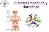 Sistema Endocrino y Hormonas - colegiosantodomingo.cl · Principal centro regulador del sistema endocrino y nervioso. Libera alrededor de 9 neurohormonas que regulan la secreción