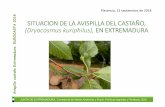 Eurocasta Plasencia 2018 Avispilla€¦ · JUNTA DE EXTREMADURA. Consejería de Medio Ambiente y Rural, Políticas Agrarias y Territorio. SSV Avispilla castaño Extremadura. EUROCASTA