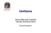 UniGene - Universidad Nacional De Colombiabioinf.ibun.unal.edu.co/cbib/estudiantes/1-07/expoEst/unigene.pdf · Actualmente las secuencias de humanos, ratas, ratones, vacas, cebras,