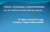 Dr. Mario Garduño Lugo Profesor Titular FMVZ-UNAMcongresos.fmvz.unam.mx/acua/pdf/2015/memorias/Sala... · Metas de la acuacultura para los próximos 20 años 1. ... Rendimiento de