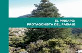 EL PINSAPO: PROTAGONISTA DEL PAISAJE...2016/04/06  · que es el verdadero descubridor de la especie, aunque sea de forma honoríﬁ ca. En el inventario de los árboles existentes