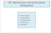 20. Bacterias Intracelulares Obligadas · Anaplasma eran protozoarios. ¿Cómo podemos demostrar que son bacterias? 3. Diapositiva # 32: Traduce el resúmen (summary) de este artículo.