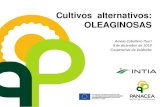 New Cultivos alternativos: OLEAGINOSAS · 2020. 1. 15. · Arquitectura ideal para la cosecha mecanizada, 100 días de ciclo de cultivo, maduración simultánea, alta producción.