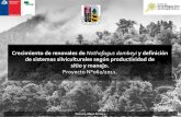 Crecimiento de renovales de Nothofagus dombeyi y ... · Temuco, Mayo de 2013. Crecimiento de renovales de Nothofagus dombeyi y definición de sistemas silviculturales según productividad
