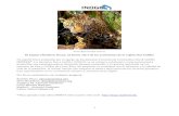 Panthera Onca): un factor clave de los ecosistemas de la región … · (Miller y Rabinowitz 2002, Sanderson et al. 2002). El jaguar está en la cúspide de la cadena trófica y su
