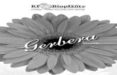 Gerbera - kfbioplants.comkfbioplants.com/images/cultivation-manuals/Gerbera-Manual.pdf · Title: Gerbera Created Date: 5/10/2012 12:56:44 PM