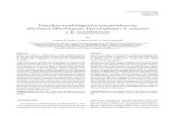 Estudios morfológicos y taxonómicos en Blechnum ...Estudios morfológicos y taxonómicos en Blechnum (Blechnaceae-Pteridophyta): B. tabulare y B. magellanicum por Cristina H. Rolleri