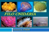 FILO CNIDÁRIA – CAP. 8...Lesma-do-mar x Anêmona-do-mar MUTUALISMO NÃO-OBRIGATÓRIO (protocooperação) Relações Ecológicas Peixe-Palhaço x Anêmona PROTOCOOPERAÇÃO RELAÇÕES
