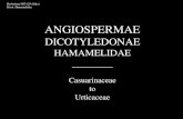 ANGIOSPERMAE · 2020. 1. 19. · Angiospermae Dicotyledonae Hamamelidae Casuarinaceae (Cas 22) Moraceae (Mor 1) *Artocarpus heterophyllus *Timor Nota : Revised by Jarret, 1955 [label
