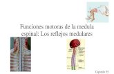 Funciones motoras de la medula espinal: Los reflejos medulares · 2020. 5. 7. · Las células de Renshaw es una clase de interneurona que recibe señales de las ramas colaterales