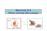 Ejercicio # 8 Flora normal del cuerpoacademic.uprm.edu/lrios/3725/Ejercicio 8_2017.pdf•Flora normal de piel, boca, intestino y aparato respiratorio •Aerotolerantes, no requieren