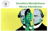 Genética Mendeliana: Mono hibridismo · 2018. 6. 28. · Genética Mendeliana Elección del objeto de estudio. - Fácil de cultivar. - Ciclo de vida corto. - Diferentes variedades