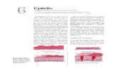 Epitelio - la cèl.lulalacelula.udl.cat/aprendre/casos/pdf/epiteln.pdfFig. 6-2. Fotomicrografía de epitelio plano simple de uno de los conductos semicirculares membranosos del oído