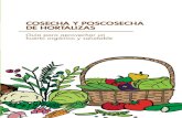 COSECHA Y POSCOSECHA DE HORTALIZAS - Alternativas · 2020. 5. 28. · Las cosechas de hortalizas de raíz se realizan de una sola forma: sacando la planta entera de la tierra. Para