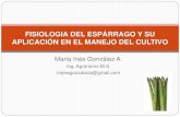 FISIOLOGIA DEL ESPARRAGO · 2020. 12. 13. · Adaptación de la planta Manejo . ... un cultivo de espárrago que fue dañado por Stemphylium (la tendencia está con línea punteada)