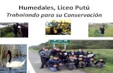 Humedales, Liceo Putú - École normale supérieure de Lyonhtml5.ens-lyon.fr/.../2012/20120605/Putu/putu.pdf · 2012. 6. 21. · Putú, pueblo ubicado en la VII Región de Chile.