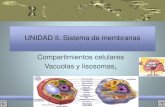 UNIDAD II. Sistema de membranas Compartimientos celulares Vacuolas y lisosomaspeces.ens.uabc.mx/bcym/clases/pdf/II-h-Compartimientos.pdf · 2017. 1. 16. · • Los lisosomas contienen