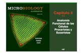 Cap 04 3-3 - Quia · 2021. 1. 7. · Citoesqueleto: Microfilamentos, filamentos ... En los cloroplastos y las mitocondrias. Revisa tu Entendimiento Check Your Understanding Identificar