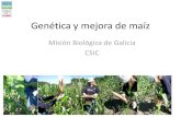 Genética y mejora de maíz...•De maíz dulce •De maíz grano Tipos de bioenergía que se investigan: •Producción de electricidad y calor mediante combustión •Producción