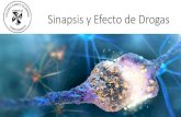 Sinapsis y Efecto de Drogas - Colegio Santo Domingo · 2. Sinapsis 2.1 Concepto y clasificación La sinapsis corresponde a la comunicación funcional entre dos o más neuronas, donde
