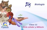 Biología · 2019. 3. 21. · G 1 S G 2 1.- Las células aumentan su tamaño celular. 2. Las células incrementan su actividad metabólica. 3.- Las células se especializan o diferencian