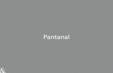 Pantanal · 2019. 5. 1. · específicas del continente y el Pantanal es un lugar donde, si tienes suerte, puedes encontrar una. Para los más curiosos, hemos diseñado un safari