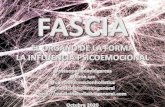 La Fascia · 2020. 10. 14. · La Fascia •Un órgano de tejido conjuntivo, con función de soporte. •Altamente inervado •Aporta estabilidad y movilidad formado por una red tridimensional