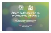 Fotografías de Protozoarios parásitos - UNAMeneo.unam.mx/publicaciones/publicacionesoct2013/Album de... · 2018. 5. 3. · La siguiente colección de fotografías de Protozoarios