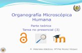 Organografía Microscópica Humana · 2015. 11. 5. · Organografía Microscópica Humana Parte teórica Tarea no presencial (3) © Materiales didácticos, Mª Pilar Álvarez Vázquez