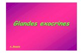glandes exocrinesuniv.ency-education.com/uploads/1/3/1/0/13102001/... · 2018. 9. 7. · Glandes = épithéliums sécrétoires Glandes G. exocrines G. endocrines G. amphicrines Produit