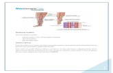 Masoterapia Chile · Web viewEs la capa donde se encuentran: vasos sanguíneos (que nutren a la epidermis), terminaciones nerviosas (sensitivas: tacto, temperatura presión), glándulas