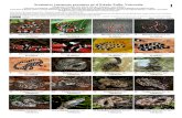 Serpientes venenosas presentes en el Estado Zulia, Venezuela. … · 2020. 12. 5. · Serpientes venenosas presentes en el Estado Zulia, Venezuela. Margareth Voelger 1 Ely David Gómez-Fonseca